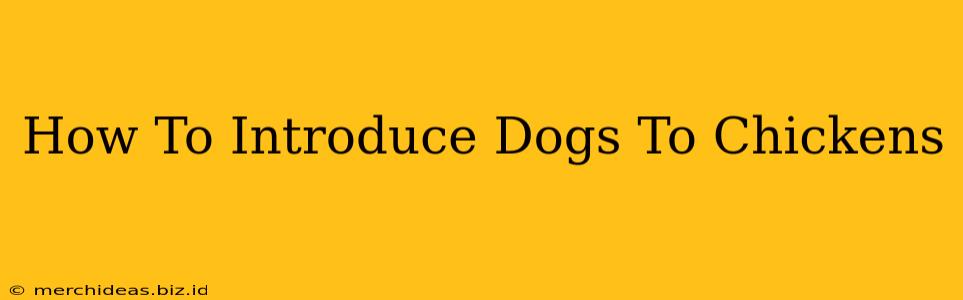 How To Introduce Dogs To Chickens
