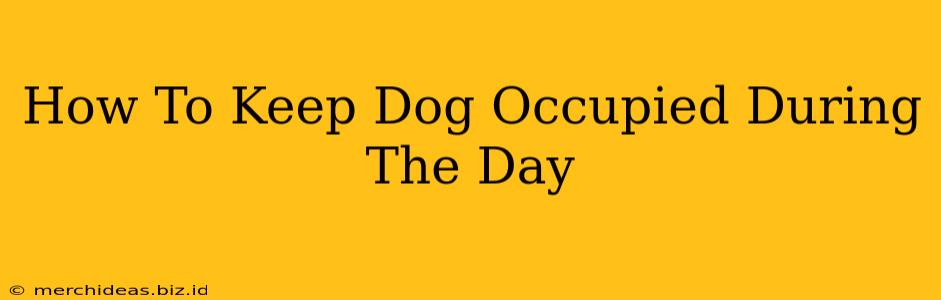 How To Keep Dog Occupied During The Day