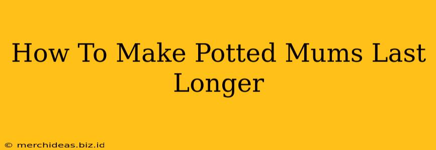 How To Make Potted Mums Last Longer