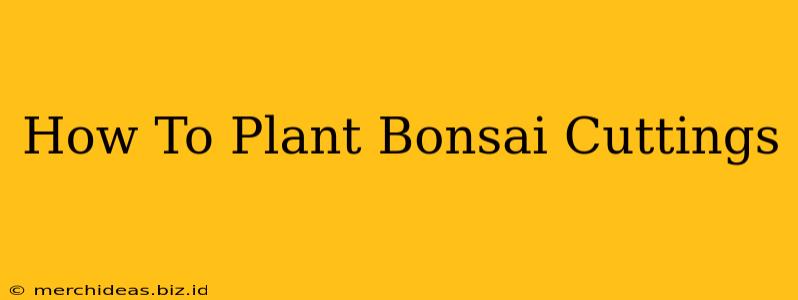 How To Plant Bonsai Cuttings