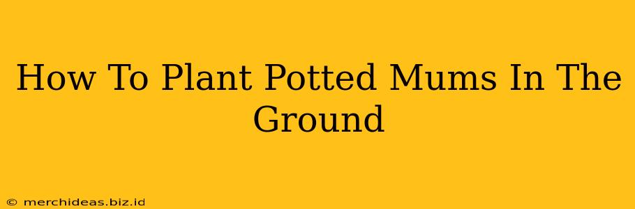 How To Plant Potted Mums In The Ground