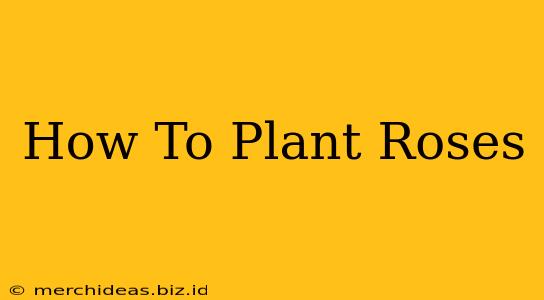 How To Plant Roses