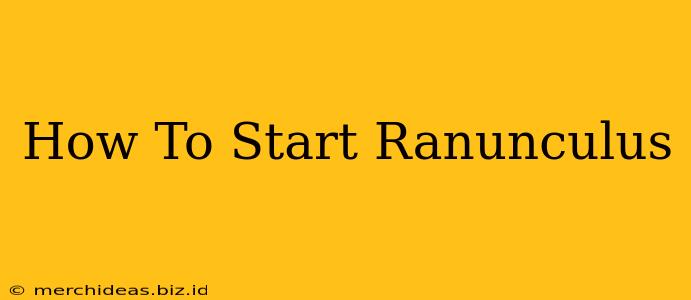How To Start Ranunculus