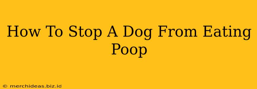 How To Stop A Dog From Eating Poop