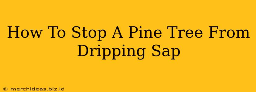 How To Stop A Pine Tree From Dripping Sap