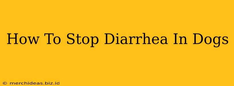 How To Stop Diarrhea In Dogs