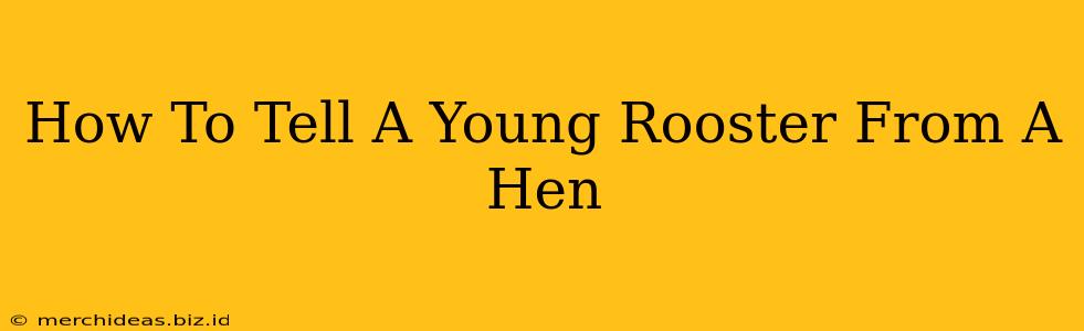 How To Tell A Young Rooster From A Hen